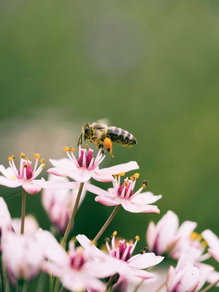 Bee on pink flower